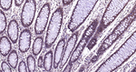 p38 MAPK Antibody in Immunohistochemistry (Paraffin) (IHC (P))