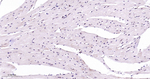 p38 MAPK Antibody in Immunohistochemistry (Paraffin) (IHC (P))