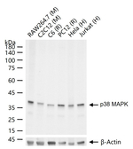 p38 MAPK Antibody in Western Blot (WB)