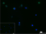 CD2 Recombinant Rabbit Monoclonal Antibody (16F3)