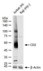 CD2 Antibody in Western Blot (WB)