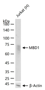 MBD1 Antibody in Western Blot (WB)