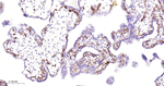 VEGF Receptor 2 Antibody in Immunohistochemistry (Paraffin) (IHC (P))
