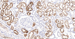 PIK3R4 Antibody in Immunohistochemistry (Paraffin) (IHC (P))