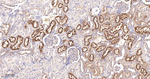 PIK3R4 Antibody in Immunohistochemistry (Paraffin) (IHC (P))