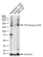 PIK3R4 Antibody in Western Blot (WB)