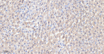 GOT1 Antibody in Immunohistochemistry (Paraffin) (IHC (P))