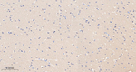GOT1 Recombinant Rabbit Monoclonal Antibody (2F11)
