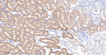 GOT1 Antibody in Immunohistochemistry (Paraffin) (IHC (P))