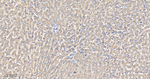 GOT1 Antibody in Immunohistochemistry (Paraffin) (IHC (P))