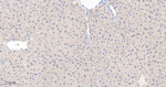 GOT1 Antibody in Immunohistochemistry (Paraffin) (IHC (P))