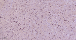 Phospho-mTOR (Ser2481) Antibody in Immunohistochemistry (Paraffin) (IHC (P))