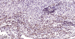 Phospho-mTOR (Ser2481) Recombinant Rabbit Monoclonal Antibody (15D14)