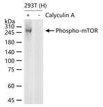 Phospho-mTOR (Ser2481) Antibody in Western Blot (WB)