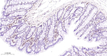 STAT5 alpha/beta Antibody in Immunohistochemistry (Paraffin) (IHC (P))