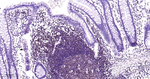 STAT5 alpha/beta Recombinant Rabbit Monoclonal Antibody (14B6)