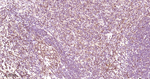 STAT5 alpha/beta Antibody in Immunohistochemistry (Paraffin) (IHC (P))