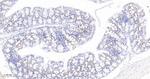 Phospho-PDHA1 (Ser293) Antibody in Immunohistochemistry (Paraffin) (IHC (P))