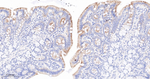 Phospho-PDHA1 (Ser293) Antibody in Immunohistochemistry (Paraffin) (IHC (P))