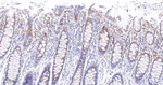 Phospho-PDHA1 (Ser293) Recombinant Rabbit Monoclonal Antibody (8C4)