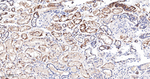 Phospho-PDHA1 (Ser293) Antibody in Immunohistochemistry (Paraffin) (IHC (P))