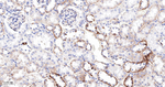 Phospho-PDHA1 (Ser293) Antibody in Immunohistochemistry (Paraffin) (IHC (P))