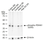 Phospho-PDHA1 (Ser293) Antibody in Western Blot (WB)
