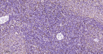 Ferritin Antibody in Immunohistochemistry (Paraffin) (IHC (P))