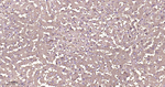 Ferritin Antibody in Immunohistochemistry (Paraffin) (IHC (P))