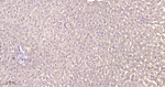 Ferritin Antibody in Immunohistochemistry (Paraffin) (IHC (P))