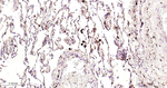 Ferritin Antibody in Immunohistochemistry (Paraffin) (IHC (P))
