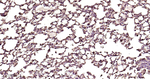 Ferritin Antibody in Immunohistochemistry (Paraffin) (IHC (P))