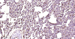 Ferritin Antibody in Immunohistochemistry (Paraffin) (IHC (P))