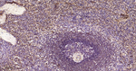 Ferritin Antibody in Immunohistochemistry (Paraffin) (IHC (P))