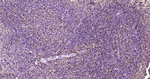 Ferritin Recombinant Rabbit Monoclonal Antibody (11C10)