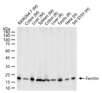 Ferritin Antibody in Western Blot (WB)