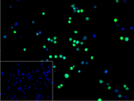 RUNX1/RUNX2/RUNX3 Recombinant Rabbit Monoclonal Antibody (12F7)