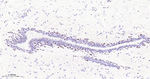RUNX1/RUNX2/RUNX3 Antibody in Immunohistochemistry (Paraffin) (IHC (P))