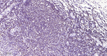 RUNX1/RUNX2/RUNX3 Antibody in Immunohistochemistry (Paraffin) (IHC (P))