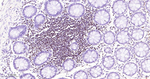 RUNX1/RUNX2/RUNX3 Antibody in Immunohistochemistry (Paraffin) (IHC (P))