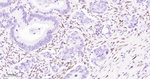 RUNX1/RUNX2/RUNX3 Antibody in Immunohistochemistry (Paraffin) (IHC (P))