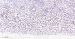 RUNX1/RUNX2/RUNX3 Antibody in Immunohistochemistry (Paraffin) (IHC (P))