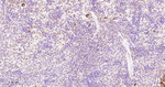 RUNX1/RUNX2/RUNX3 Antibody in Immunohistochemistry (Paraffin) (IHC (P))