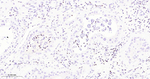 RUNX1/RUNX2/RUNX3 Antibody in Immunohistochemistry (Paraffin) (IHC (P))