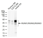 RUNX1/RUNX2/RUNX3 Antibody in Western Blot (WB)
