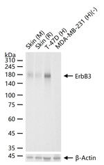 ErbB3 Antibody in Western Blot (WB)