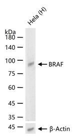 B-Raf Antibody in Western Blot (WB)