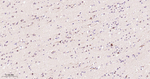 AMPK alpha-1 Antibody in Immunohistochemistry (Paraffin) (IHC (P))