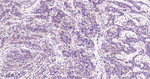 AMPK alpha-1 Antibody in Immunohistochemistry (Paraffin) (IHC (P))