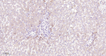 AMPK alpha-1 Antibody in Immunohistochemistry (Paraffin) (IHC (P))